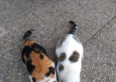 3 Katzen, Going (3/21)