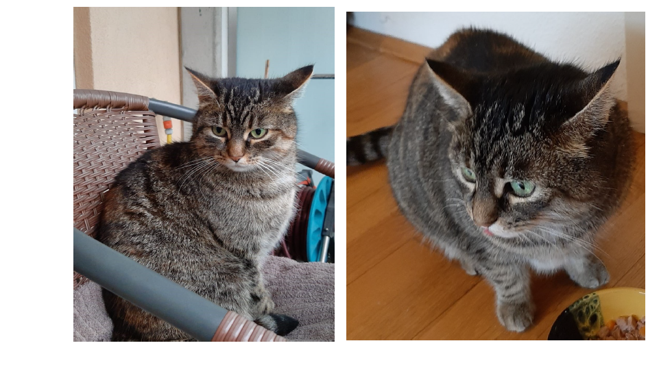 Katze, Innsbruck(03/21)