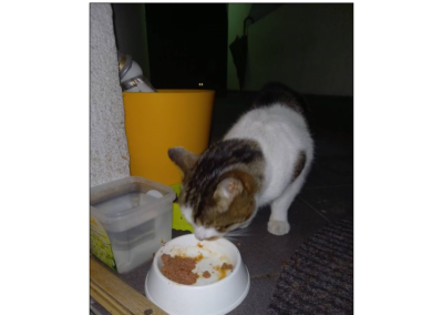 Katze, Oberhofen(03/21)