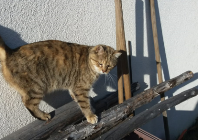 Katze, Trins(03/21)