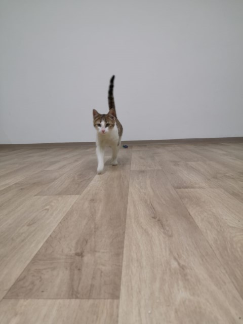 katze,Ibk