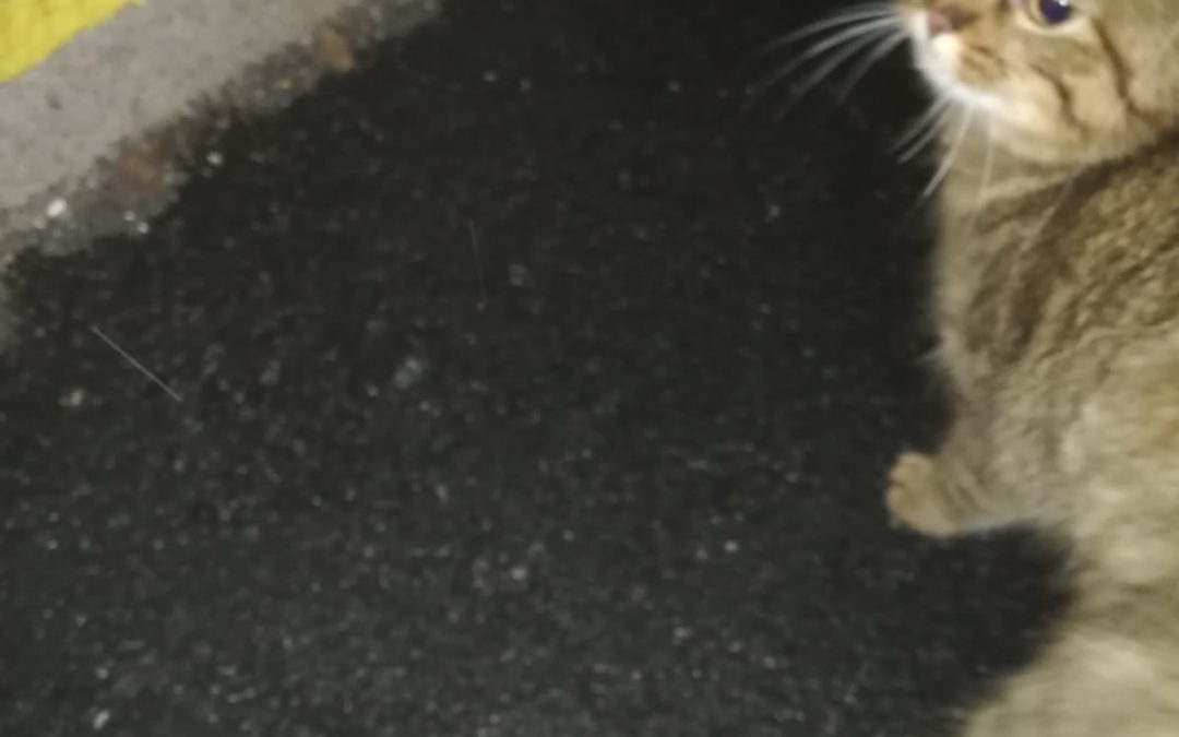 Katze, Langkampfen (3/21)