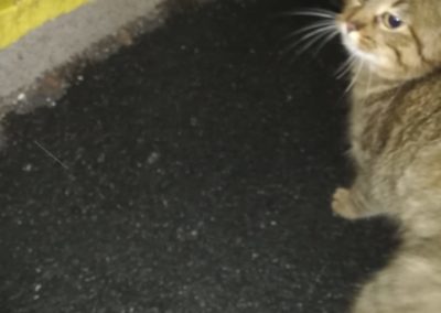 Katze, Langkampfen (3/21)