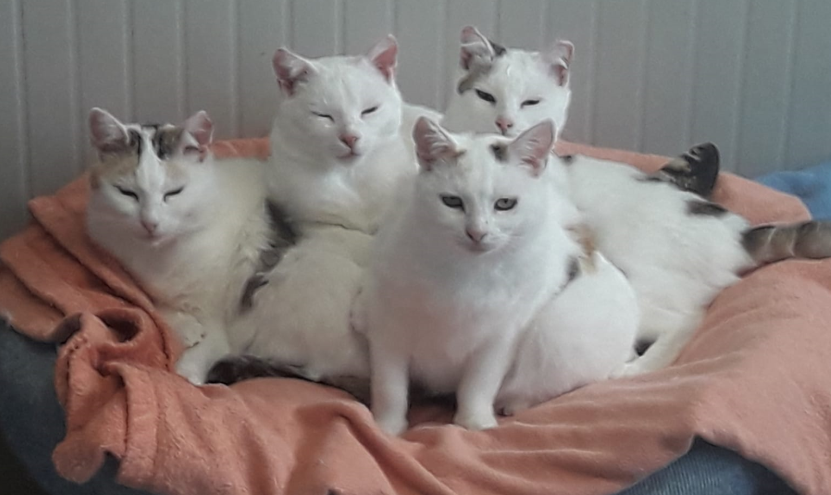 Peppone, Lilo, Heidi & Susi