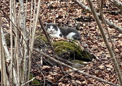 Katzen, Wörgl(03/21)