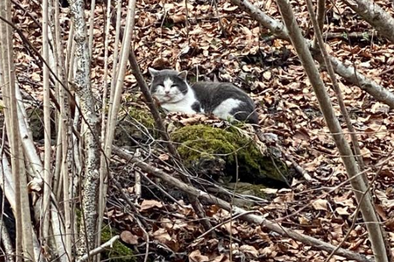 Katzen, Wörgl(03/21)