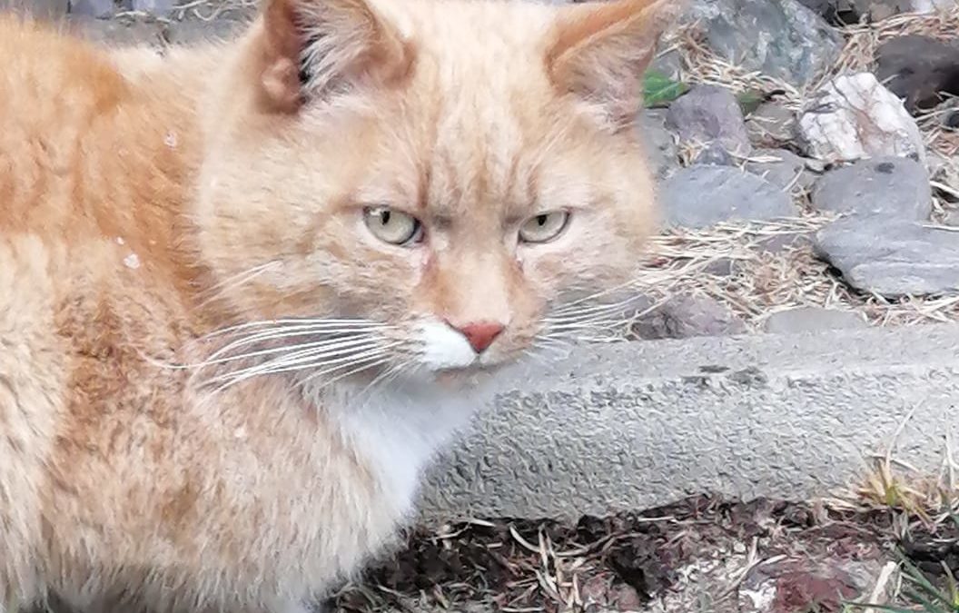 Katze, Wörgl (3/21)