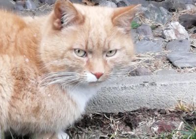 Katze, Wörgl (3/21)