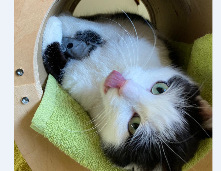 Kater, Innsbruck(03/21)