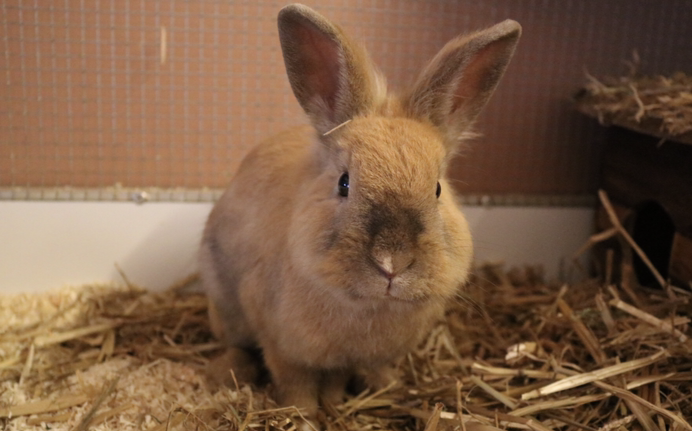 Ferdinand