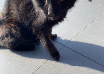 Katze, Angerberg (4/21)