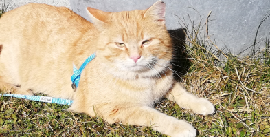 Anubis, Rietz (04/21)