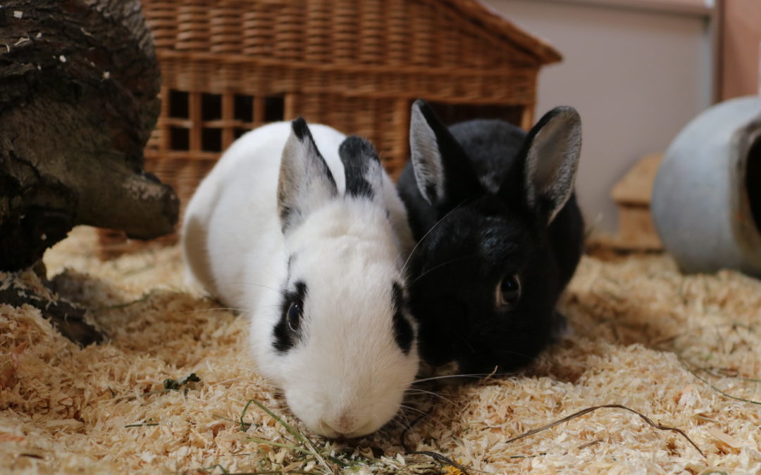 Marshmallow & Sam