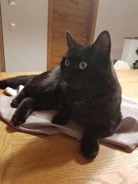 Nala, Fritzens(04/21)