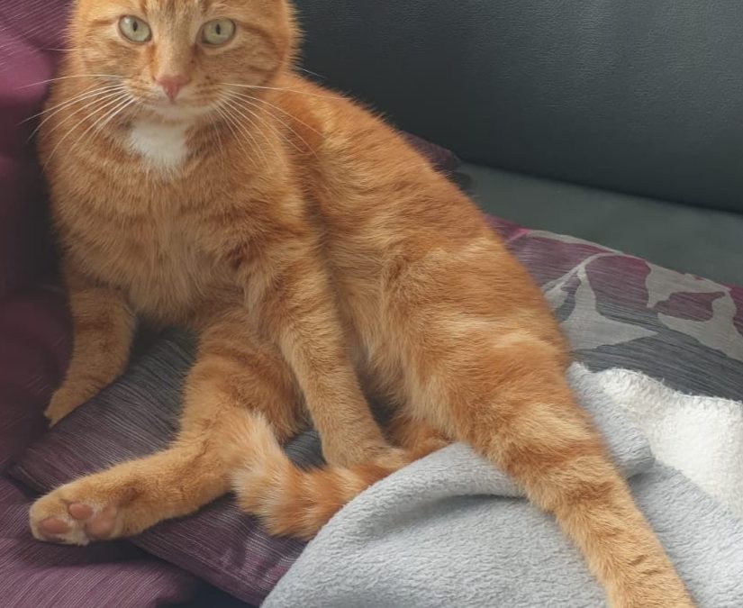 Hugo, Achenkirch (04/21)