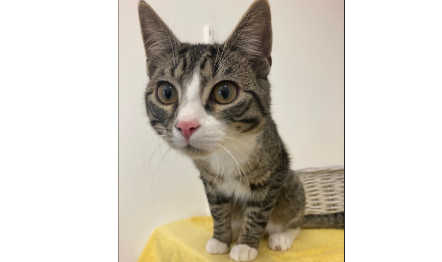 Kater, Innsbruck(04/21)