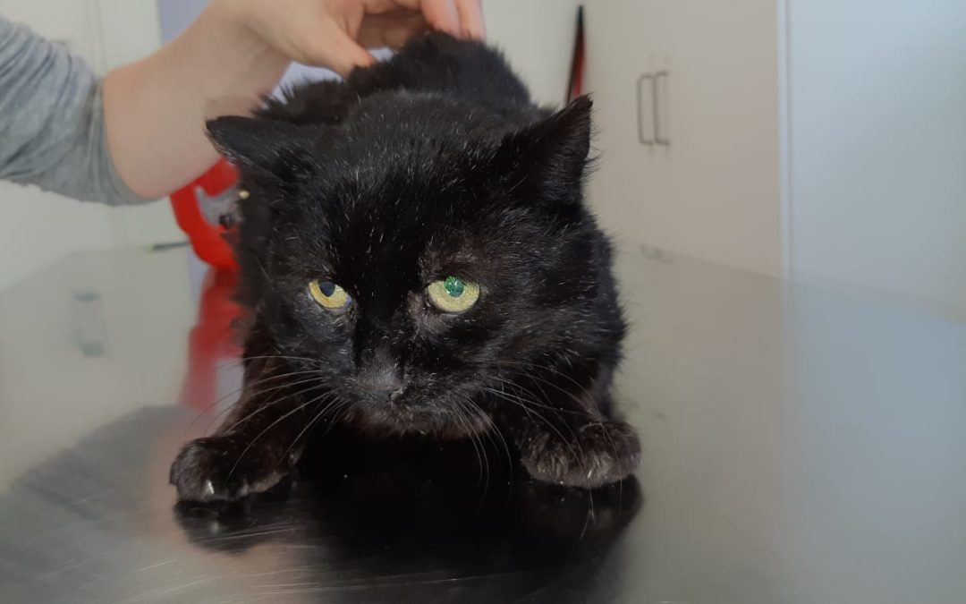 Kater, Innsbruck(04/21)