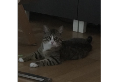 Kater, Innsbruck(04/21)
