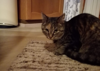 Katze, Ebbs(04/21)