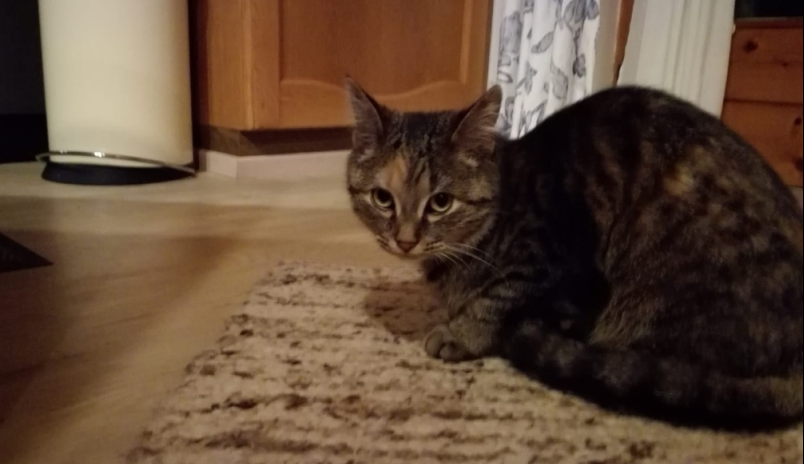 Katze, Ebbs(04/21)