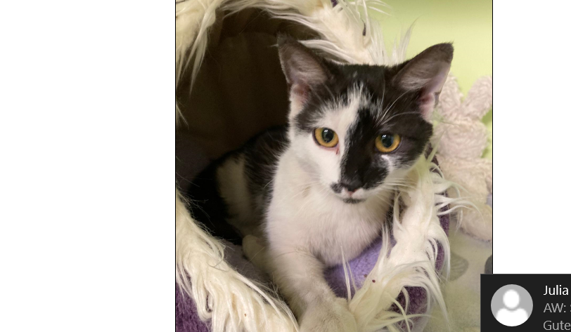 Katze, Wörgl/Vomp(04/21)