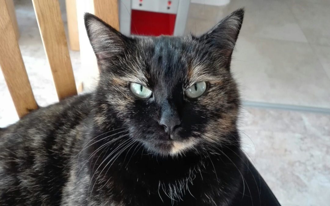 Lola, Kufstein (3/21)