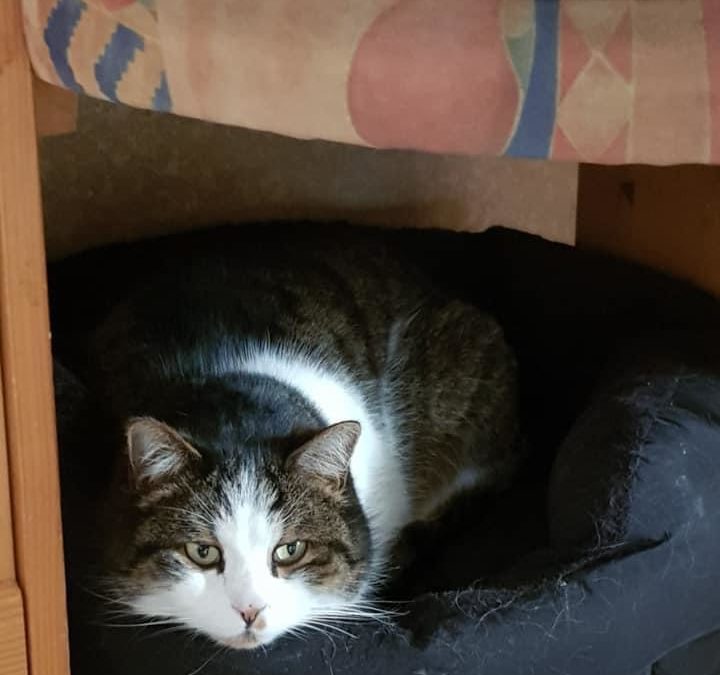 Luca, Unterlangkampfen/Schaftenau (4/21)