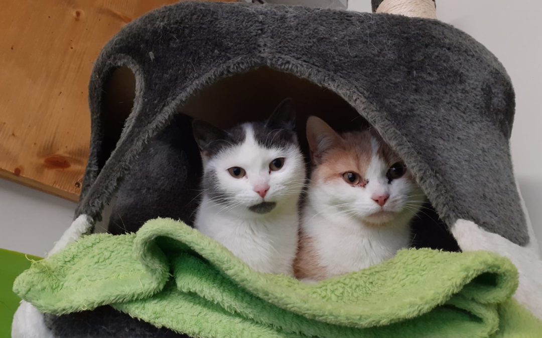Moritz und Elisa