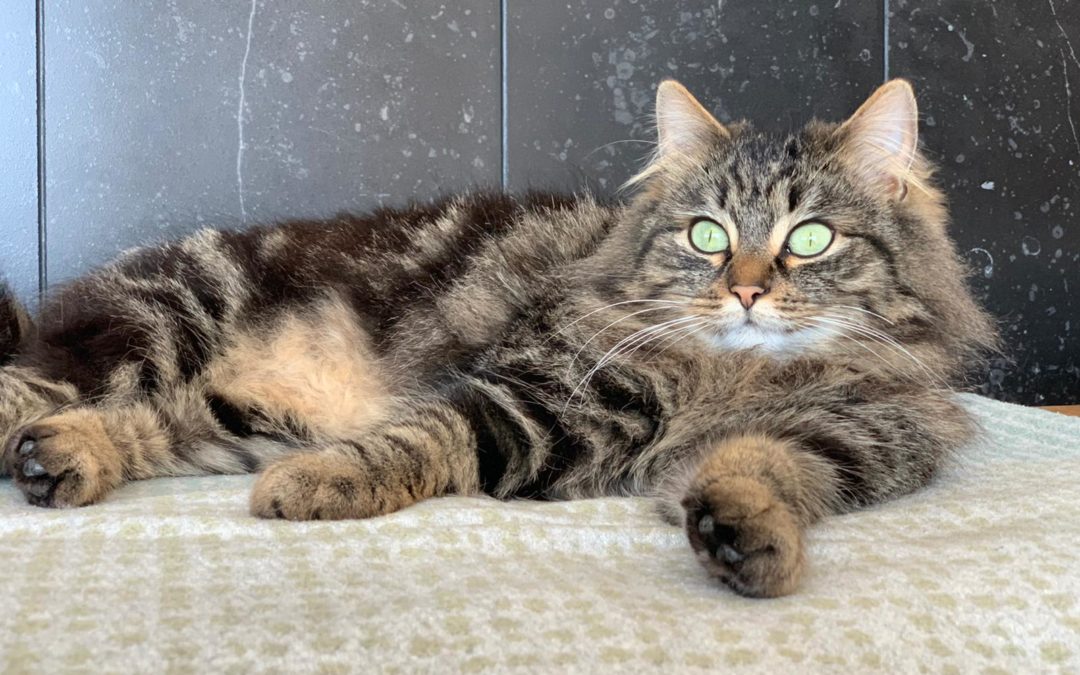 Katze, Wörgl (4/21)