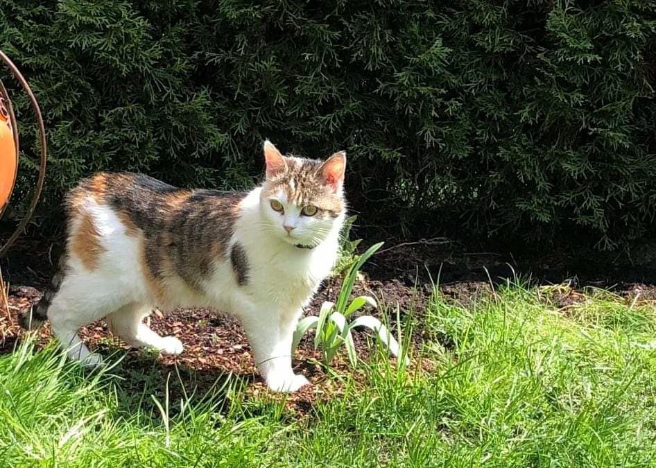 Zorra, St. Johann (5/21)