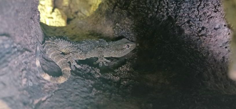 Gecko, Vomp(05/21)
