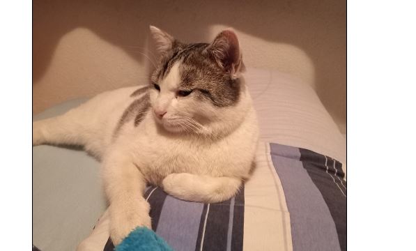 Gismo, Prutz(05/21)