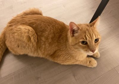 Kater, Innsbruck(05/21)