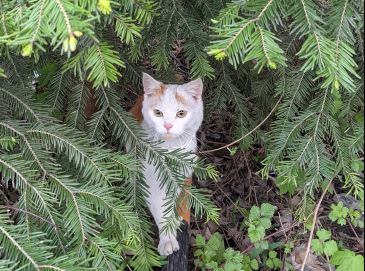 Kater, Jenbach(05/21)