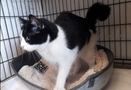 Kater, Schwaz(05/21)