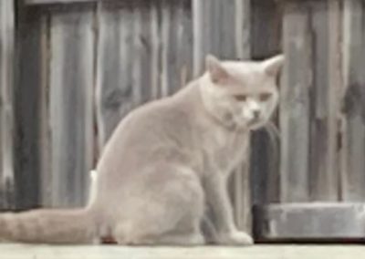 Kater, Steinach(05/21)