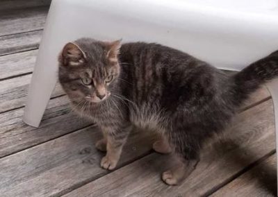 Katze, Mieming(05/21)