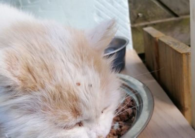 Katze, Kirchbichl (5/21)