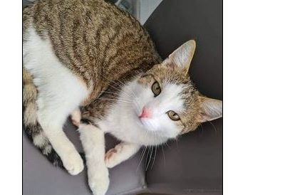 Loki, Vomp(05/21)