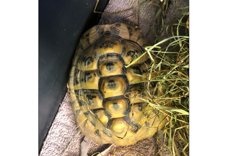 Schildkröte, Absam(05/21)