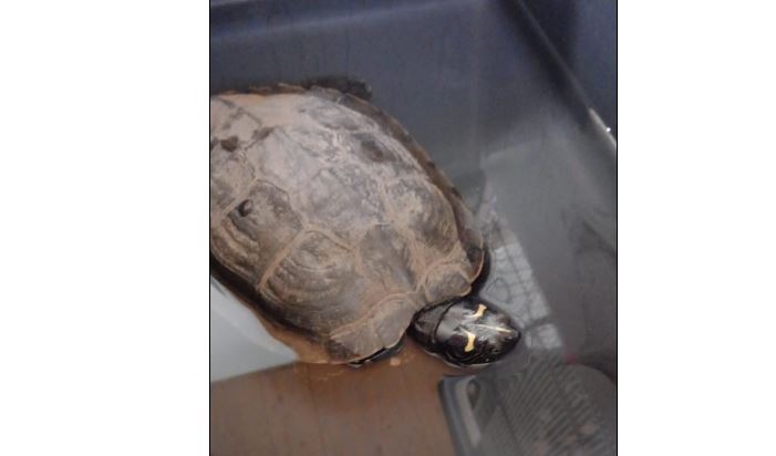 Schildkröte, Westendorf(05/21)