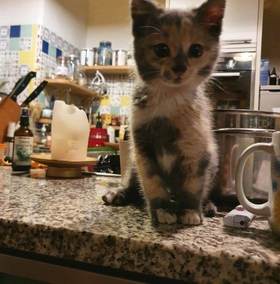 Katze, Schwoich (5/21)