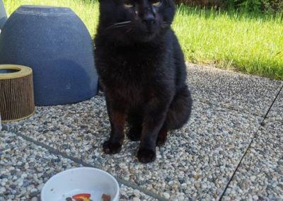 Kater, Wörgl (5/21)