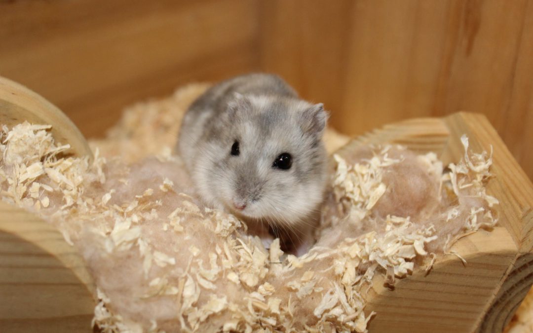 Zwerghamster