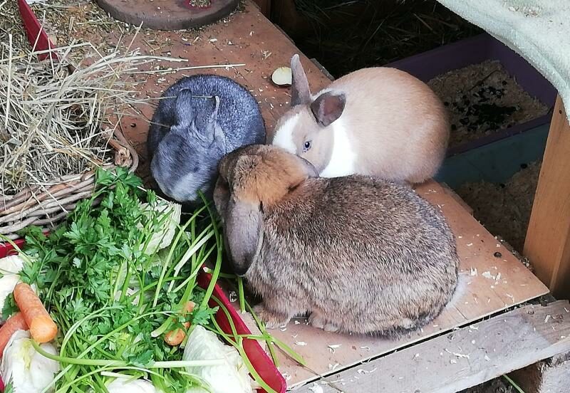 Zwergkaninchen, Imst (04/21)