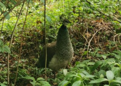 Pfau, Kolsassberg(05/21)