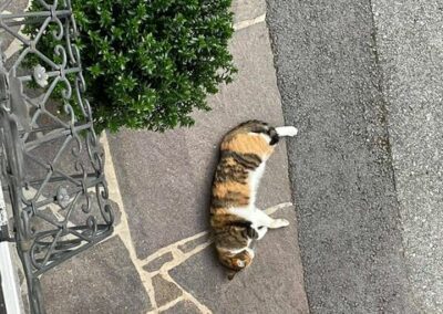 Katze, Angerberg (6/21)