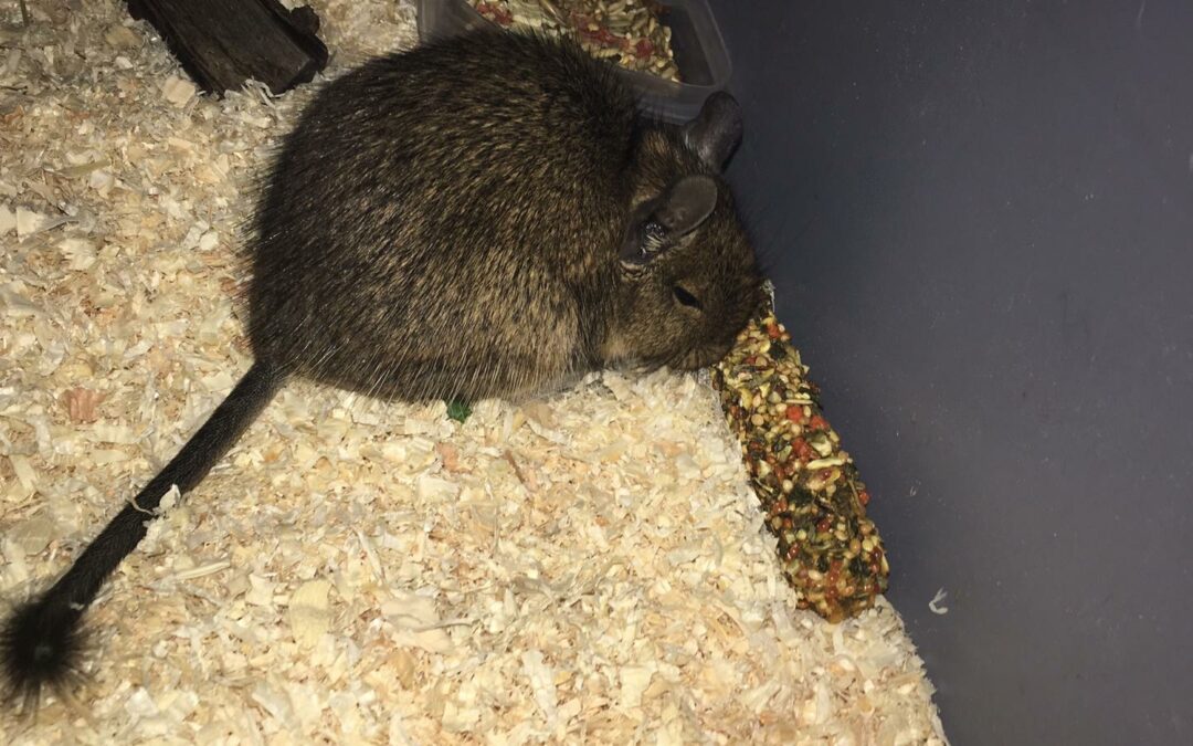 Degu, IBK-Stadt, (06/21)