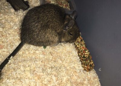 Degu, IBK-Stadt,  (06/21)