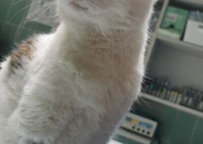 Katze, Ebbs (6/21)